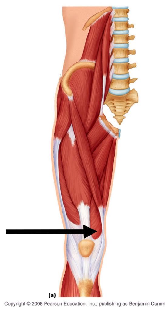 vastus-medialis-photo-by-buisty-photobucket